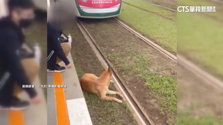 狗狗「擅闖」高雄輕軌趴軌道　列車停等狗讓道