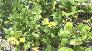 天熱香菜量少！　1台斤漲50元　貢丸湯改放蔥花