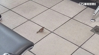 覓食喝水吹冷氣！　高鐵左營站成麻雀大軍補給站