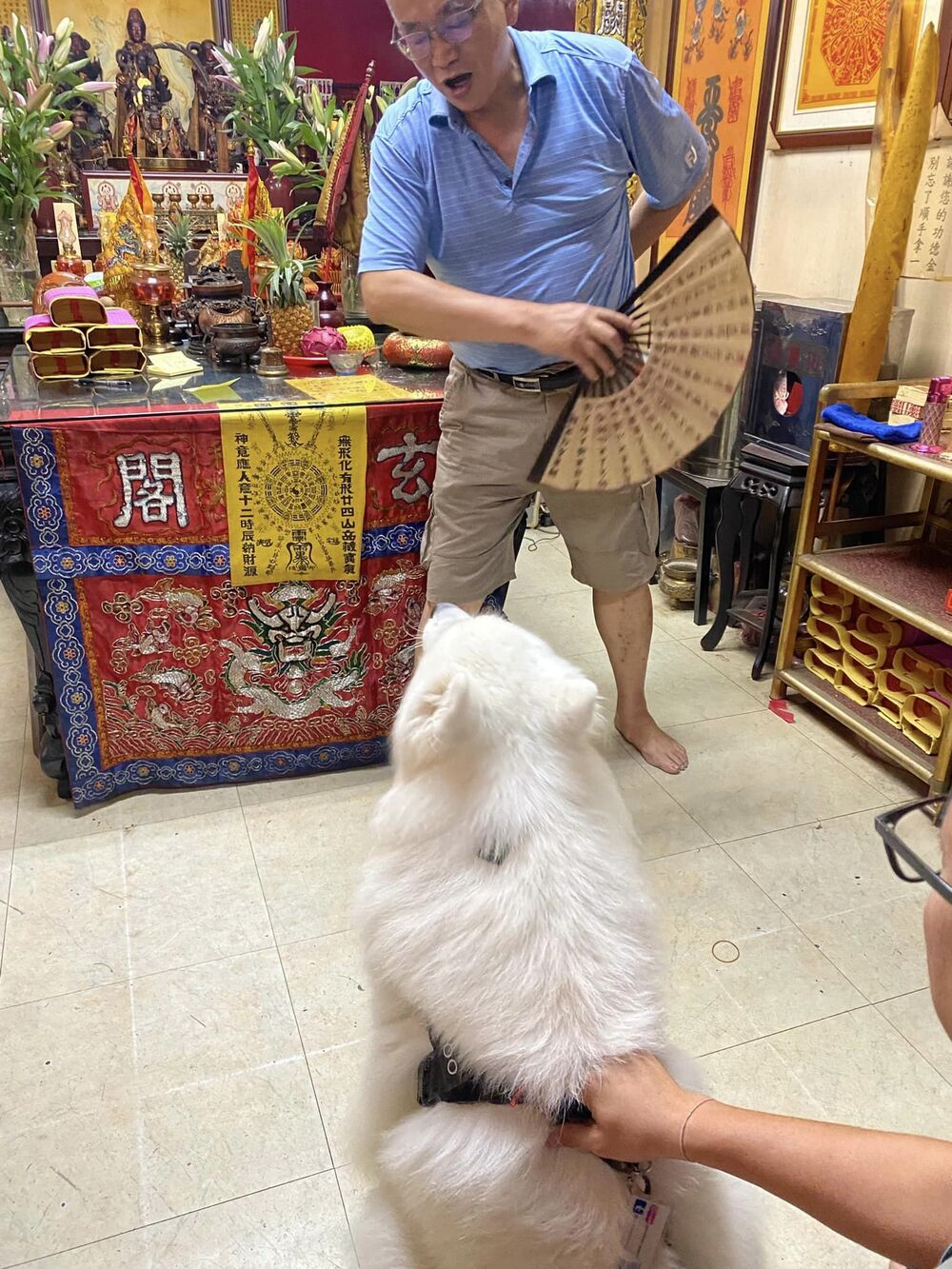 薩摩耶Samoyed Wuhoo 授權使用