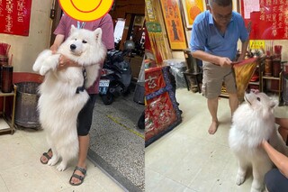 出車禍疑受驚！薩摩耶被帶去「收驚」　舉手拜拜萌樣萌翻網友