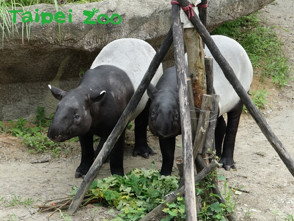 左「貘克」、右「貘芳」 / 圖片翻攝自 台北市立動物園 臉書