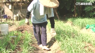 赤腳下田.溯溪　腹痛血便就醫發現染鉤蟲