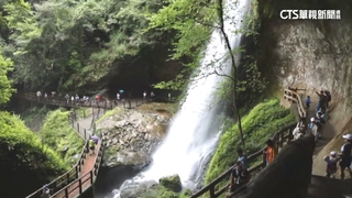 大雨後驚喜　杉林溪紋胸黑翅螢.瀑布負離子「爆量」