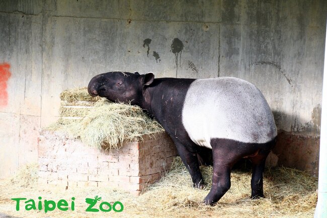 馬來貘「貘克」過世！　北市動物園動物園證實消息 死因待釐清 | 華視新聞