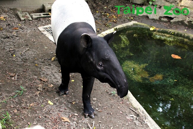 馬來貘「貘克」獸醫急救仍救不回　北市動物園將舉辦追思會 | 華視新聞