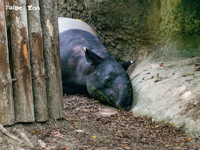 7歲馬來貘「貘克」驟逝！死因不排除熱衰竭或感染　伴侶貘莉狀況正常 | 華視新聞