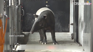 馬來貘「貘克」傳熱衰竭猝死　北市動物園：明早解剖