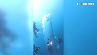 紅到國外去！　台灣潛水教練拍下2.5米長「地震魚」