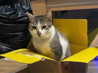 惡男凌虐貓咪「茶茶」判決出爐　成動保法入獄第一人　呂秋遠：動物權前進一步