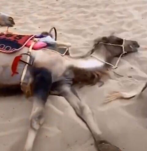 中國敦煌旅遊區駱駝累癱倒地　官方否認「虐待說」：是在休息