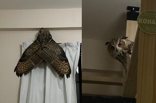 走出廁所驚見「巨大化黑蟬」差點嚇歪　網笑：半夜也會叫的蟬