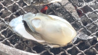 嘉義「烤蚵一條街」戰國時代！　鮮美牛奶蚵狂吸客