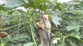 颱風杜蘇芮直逼台灣　農民忙「架柱.套袋」護果