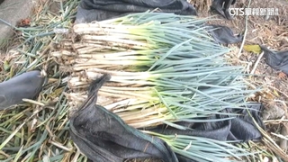 杜蘇芮將挾風雨來襲　農民忙採收防災減少損失