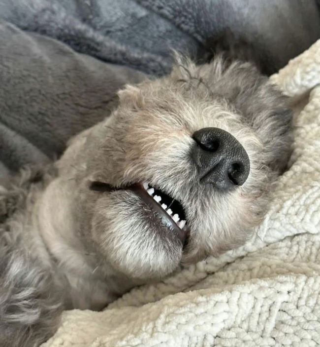 狗狗的牙齒是「小手套」形狀？網笑：張口就是hi | 華視新聞