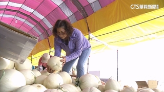 採收遇颱！台東哈密瓜「缺工改現採」估損400萬