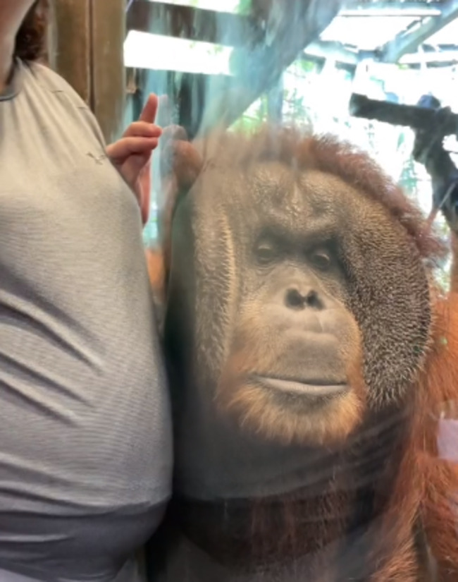 猩猩隔玻璃聽寶寶心跳　感動全網：現在就想去動物園！ | 華視新聞