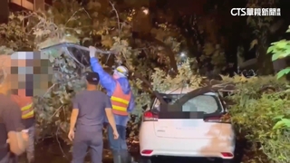 杜蘇芮颳強陣風　宜蘭路樹倒砸1車.交通中斷