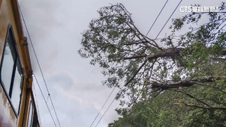 路樹倒塌！台鐵貢寮.福隆間一度單線雙向通車