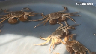 大閘蟹農補強防逃板.控水位　防閘蟹苗「脫逃」