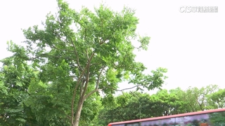 接近放颱風假標準　雙北平地陣風達8級