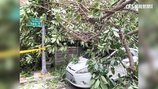 天降橫禍！　強風襲擊路樹塌　路旁轎車慘遭砸