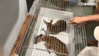 恆春梅花鹿颱風夜遭竊　2幼鹿找到了不幸1死