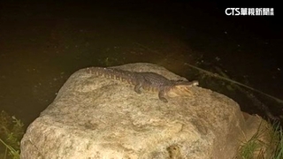 高雄凹子底公園鱷魚出沒？　農業局：目前未尋獲