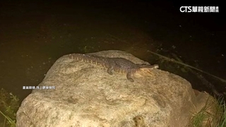 高雄傳公園有「鱷魚」出沒　農業局：目前尚未尋獲