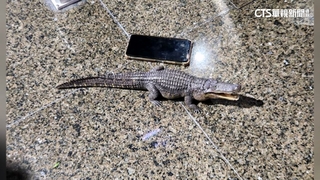 高雄凹子底公園鱷魚出沒？　發文網友又稱「找到模型」