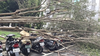 雙北颳強風　士林老樹被吹斷.三芝路樹砸毀車