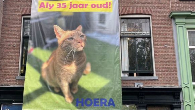 荷蘭貓奴掛超巨布條炫耀「貓皇35歲」　引網朝聖：這要大擺流水席 | 華視新聞