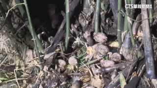 彰化社頭千隻鵪鶉遭棄置野外　縣府：最高罰百萬