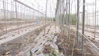 豪雨毀農作物　牛番茄「裂果慘」　損失達8成