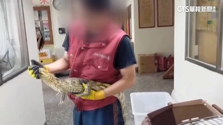 防火巷驚「鱷」！　大雨後脫逃　飼主恐罰1.5萬