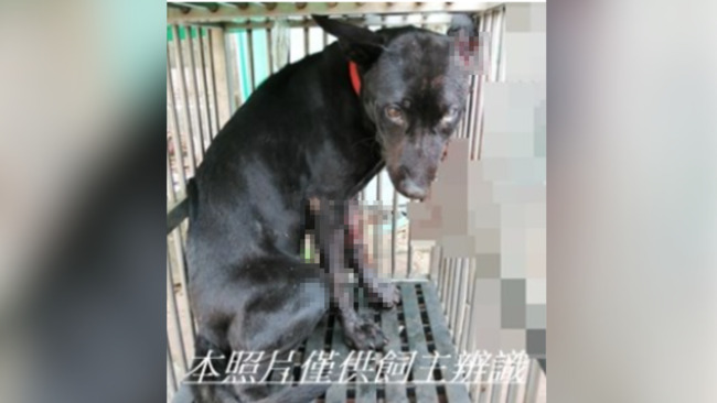台中黑犬疑遭虐待 「全身撕裂傷」趴捷運站外　搶救3天仍不幸喪命 | 華視新聞
