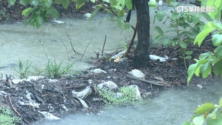 豪雨「轟炸」高雄！　芭樂田泡爛　農民：恐損失百萬
