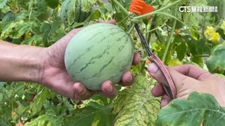 MINIBALL「迷你西瓜」夯　小巧可愛一手掌握