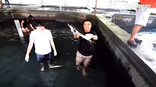 南澳「蝦摸節」登場　400元無限抓蝦兼泡水消暑