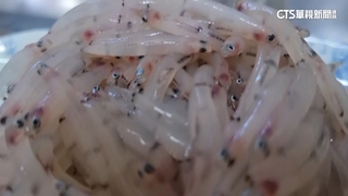 枋山3寶「鯰米仔」每斤最高500元　漁民搶撈金