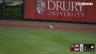 中職有米奇！美職有臭鼬！　還卡進全壘打牆軟墊中