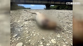 墾丁驚傳殘忍斷鹿頭　警研判遭違法盜獵