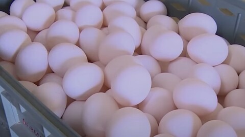 被「1顆雞蛋」重砸害腦震盪！她怒告求償135萬　判決出爐