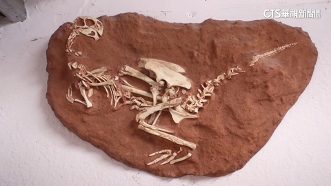 完整皮膚三角龍頭骨　全球唯一在台灣