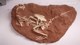 完整皮膚三角龍頭骨　全球唯一在台灣