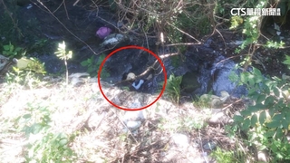 行人被撞跌6米深溝　駕駛逃逸稱沒看到.遭送辦