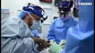 大突破！　豬腎移植腦死患者體內　已運作32天