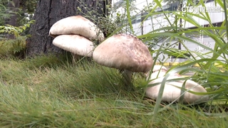 雨後冒「最會惹事毒菇」綠褶菇　專家示警：別採吃