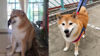 迷因「小廢柴」離世 引全球網友不捨　飼主：請記得牠為世界帶來的美好